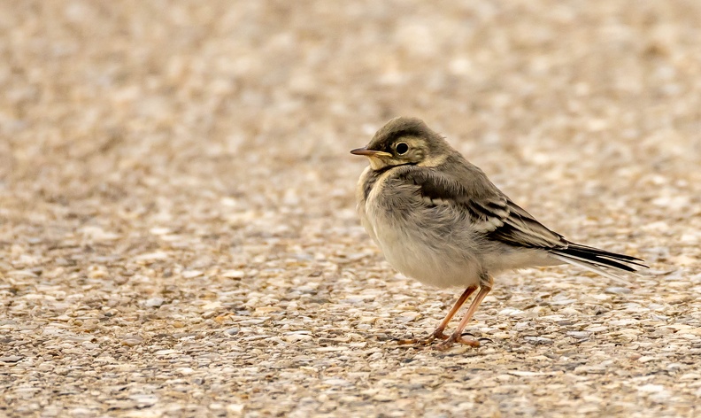 Bergeronnette grise Motacilla alba - White Wagtail (juvénile)