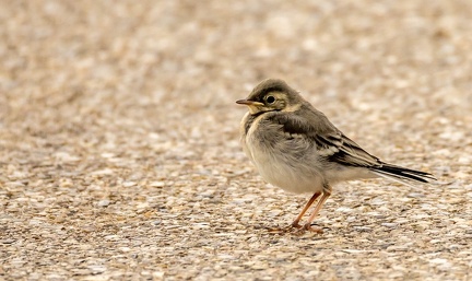 Bergeronnette grise Motacilla alba - White Wagtail (juvénile)