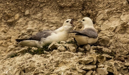 Fulmar boréal Fulmarus glacialis - Northern Fulmar
