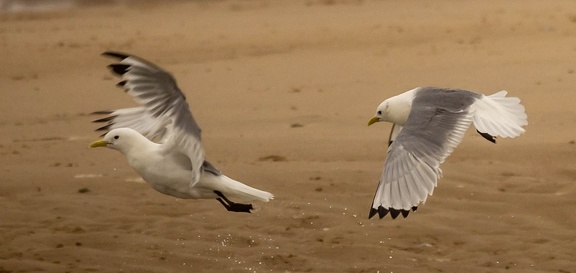 Mouette tridactyle Rissa tridactyla - Black-legged Kittiwake