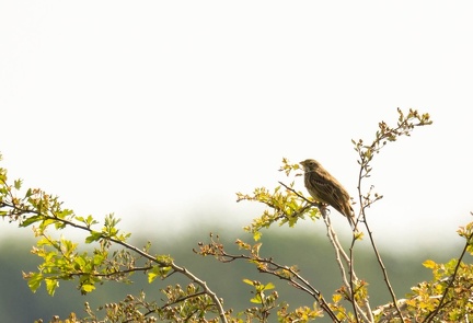 Bruant proyer Emberiza calandra - Corn Bunting