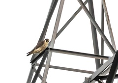 Faucon pèlerin Falco peregrinus - Peregrine Falcon