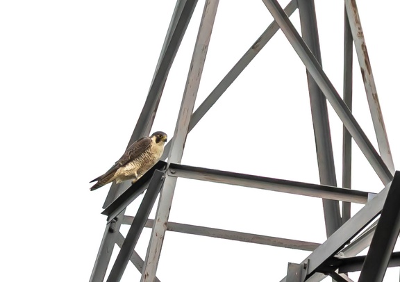 Faucon pèlerin Falco peregrinus - Peregrine Falcon