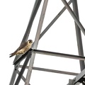 Faucon pèlerin Falco peregrinus - Peregrine Falcon