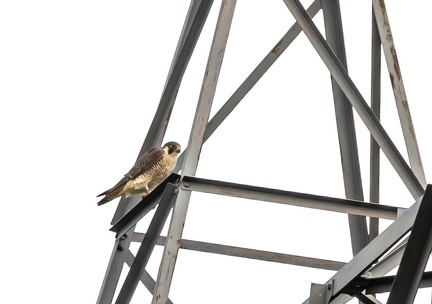 Faucon pèlerin Falco peregrinus - Peregrine Falcon