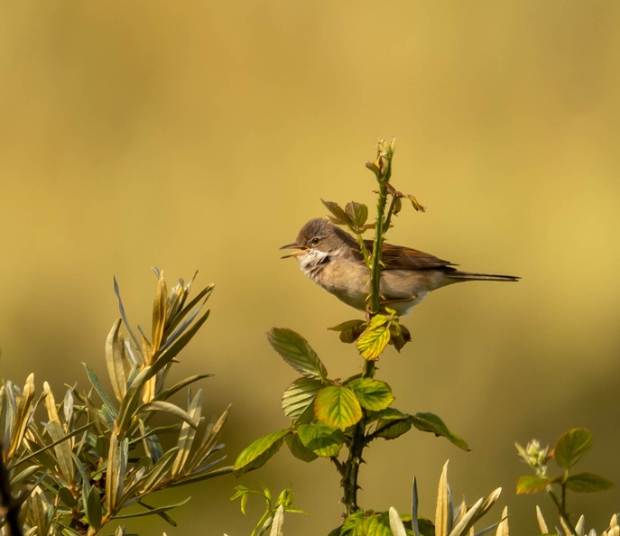 Fauvette grisette Curruca communis - Common Whitethroat