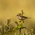 Fauvette grisette Curruca communis - Common Whitethroat