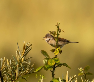 Fauvette grisette Curruca communis - Common Whitethroat