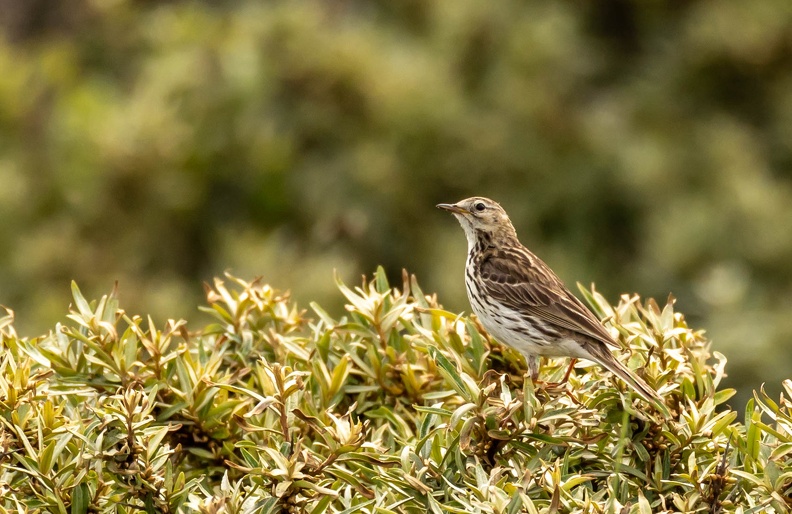 Pipit farlouse Anthus pratensis - Meadow Pipit