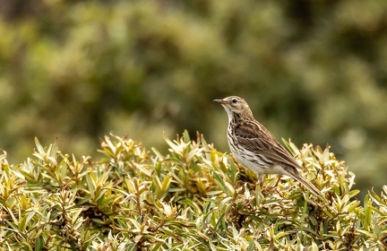 Pipit farlouse Anthus pratensis - Meadow Pipit