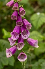 Digitale pourpre - Grande Digitale (Digitalis purpurea)