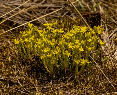 Orpin âcre  Sedum acre