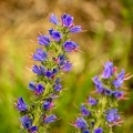  Vipérine commune - vipérine vulgaire -serpentine (Echium vulgare L. ) 