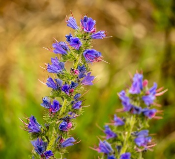  Vipérine commune - vipérine vulgaire -serpentine (Echium vulgare L. ) 