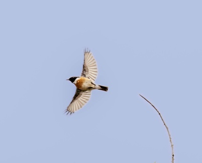 Tarier pâtre Saxicola rubicola - European Stonechat