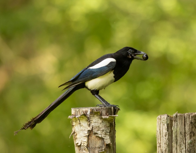 Pie bavarde Pica pica - Eurasian Magpie