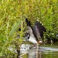 Vanneau huppé Vanellus vanellus - Northern Lapwing