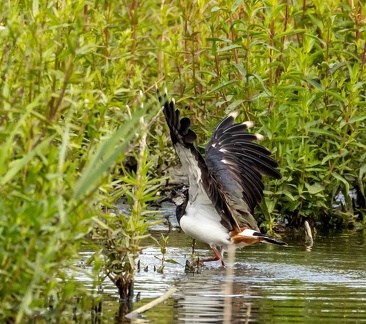 Vanneau huppé Vanellus vanellus - Northern Lapwing