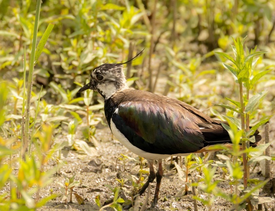 Vanneau huppé Vanellus vanellus - Northern Lapwing
