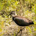 Vanneau huppé Vanellus vanellus - Northern Lapwing