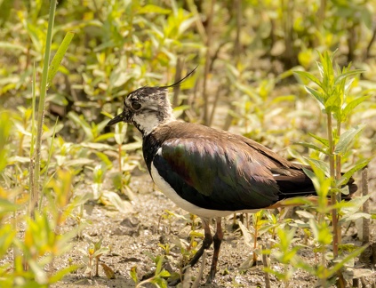 Vanneau huppé Vanellus vanellus - Northern Lapwing