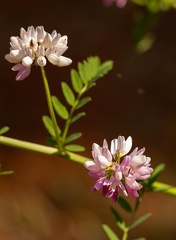 coronille
