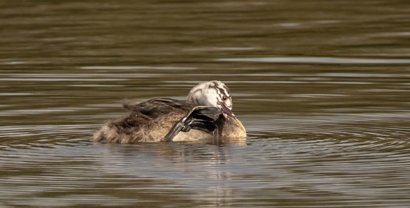 Grèbe huppé Podiceps cristatus - Great Crested Grebe