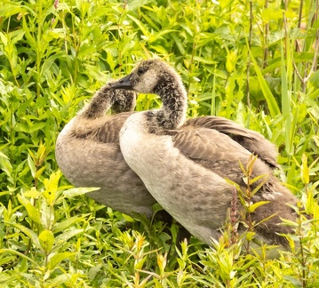 Bernache du Canada Branta canadensis - Canada Goose