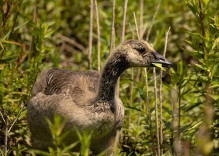 Bernache du Canada Branta canadensis - Canada Goose