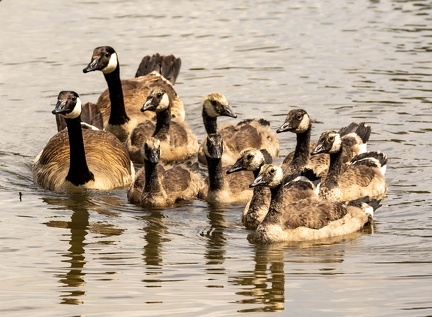 Bernache du Canada Branta canadensis - Canada Goose