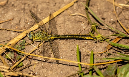 libellule : Gomphus pulchellus,  Gomphe joli -  Gomphe gentil