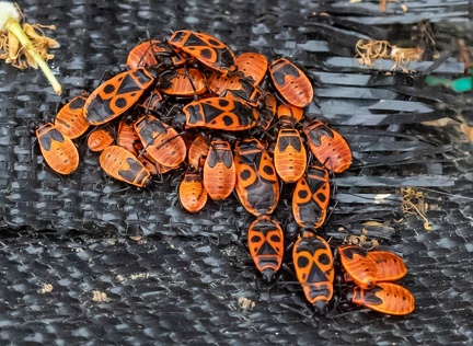  gendarme ou pyrrhocore, Pyrrhocoris apterus