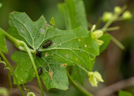 Henosepilachna vigintioctopunctata (coccinelle à 28 points -  coccinelle de la pomme de terre- coccinelle  du bryona)