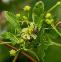 Henosepilachna vigintioctopunctata (coccinelle à 28 points - coccinelle de la pomme de terre- coccinelle du bryona)
