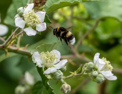 bourdon terrestre (Bombus terrestris)