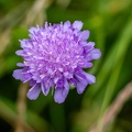 Scabiosa atropurpurea, Scabieuse pourpre foncé - Scabieuse des jardins