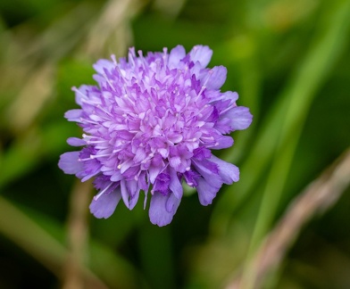 Scabiosa atropurpurea, Scabieuse pourpre foncé - Scabieuse des jardins