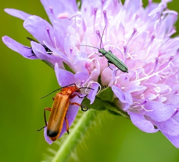 œdémère noble (Oedemera nobilis)  et téléphore fauve (Rhagonycha fulva) 