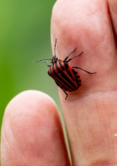 Graphosome rayé (Graphosoma lineatum)