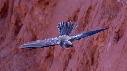 Hirondelle de rivage Riparia riparia - Sand Martin