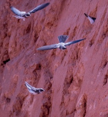Hirondelle de rivage Riparia riparia - Sand Martin