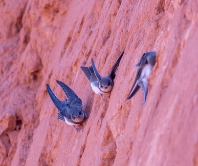 Hirondelle de rivage Riparia riparia - Sand Martin