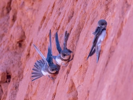 Hirondelle de rivage Riparia riparia - Sand Martin