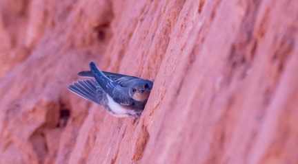 Hirondelle de rivage Riparia riparia - Sand Martin