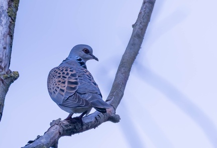 Tourterelle des bois Streptopelia turtur - European Turtle Dove