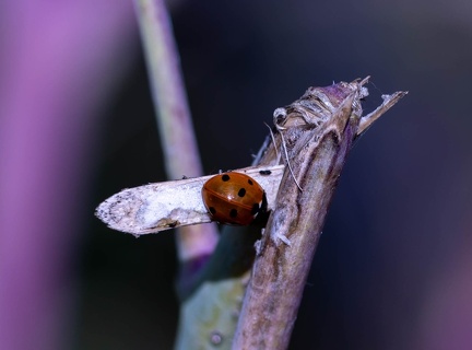 Coccinella septempunctata  Coccinelle à sept points