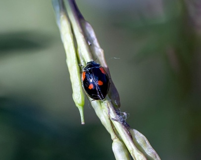 Exochomus quadripustulatus  Coccinelle à virgule