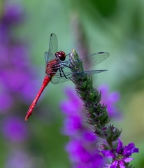 libellule : sympétrum à dos roux (Sympetrum rubicundulum)