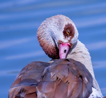 Ouette d'Égypte Alopochen aegyptiaca - Egyptian Goose