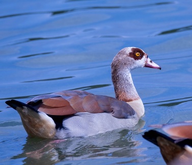 Ouette d'Égypte Alopochen aegyptiaca - Egyptian Goose